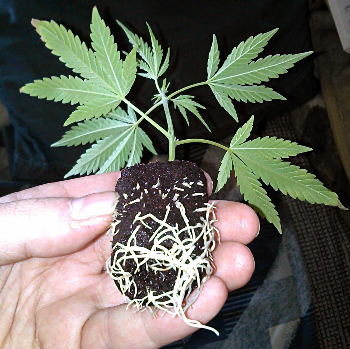 Abonos y fertilizantes para el cultivo de la Marihuana en Tierra
