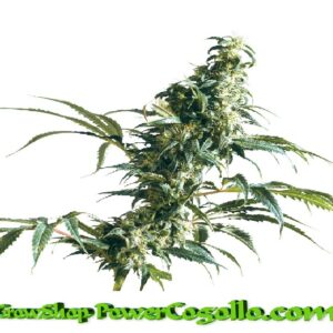 Mexican Sativa Feminizada (Sensi Seeds)