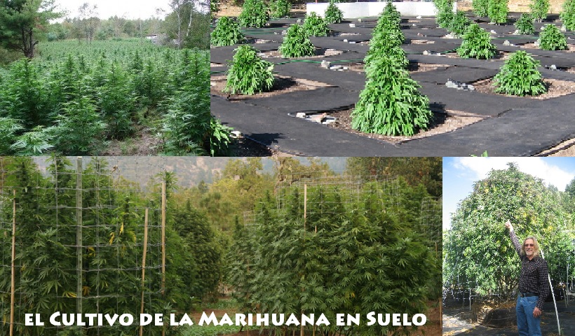 Cultivo de Marihuana en Exterior en Suelo