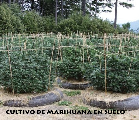 Cultivo de Marihuana en Exterior en Suelo  