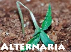 El Hongo Alternaria en la Marihuana