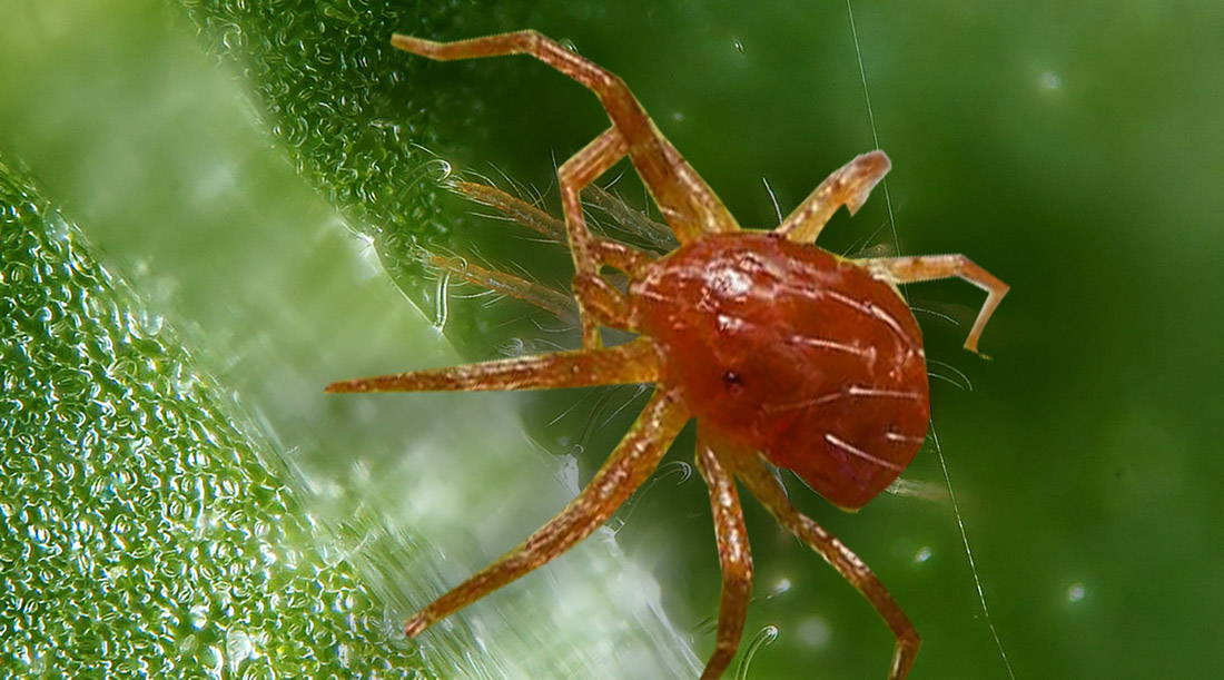 Plagas de Insectos en la Marihuana araña roja