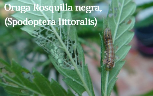 Plagas de Insectos en la Marihuana Rosquilla negra (Spodoptera littoralis)