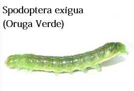 Plagas de Insectos en la Marihuana Spodoptera exigua, (Oruga Verde)