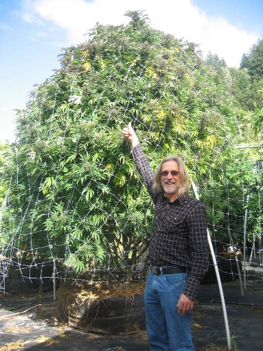 El Cultivo de Marihuana en exterior en suelo