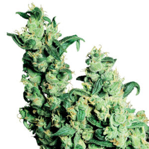 Jack Herer Feminizada (Sensi Seeds)