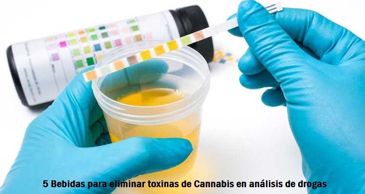 5 Bebidas para eliminar toxinas de Cannabis en análisis de drogas