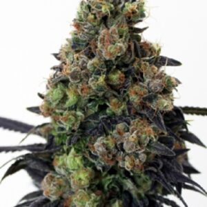 Acid Dough (Ripper Seeds)