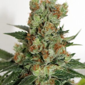 Fuel Og (Ripper Seeds)