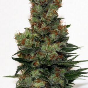 Ripper Badazz Feminizada (Ripper Seeds)