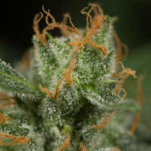 Dinamed CBD Auto (Dinafem)