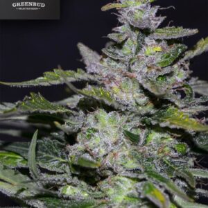 BLUEBERRY 99 (GREENBUD SEEDS)