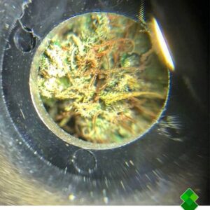 HIGRADE MICROSCOPIO ANALIZADOR DE THC