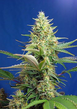 Sweet Pure Auto CBD (Sweet Seeds) 5+2 semillas. Encuentra las mejores Semillas Feminizadas de Marihuana en nuestros GrowShop Dr. Cogollo - PowerCogollo.com tu Grow más Barato  y con el transporte incluido en envíos superiores a 50€ (Envíos y Devoluciones)