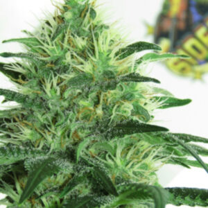 Sideral Feminizada (Ripper Seeds)