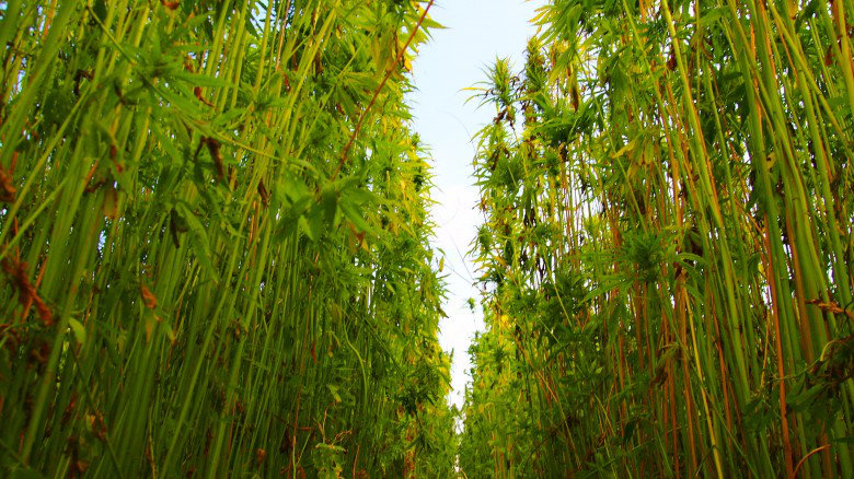 el cultivo de cáñamo industrial cannabis sativa