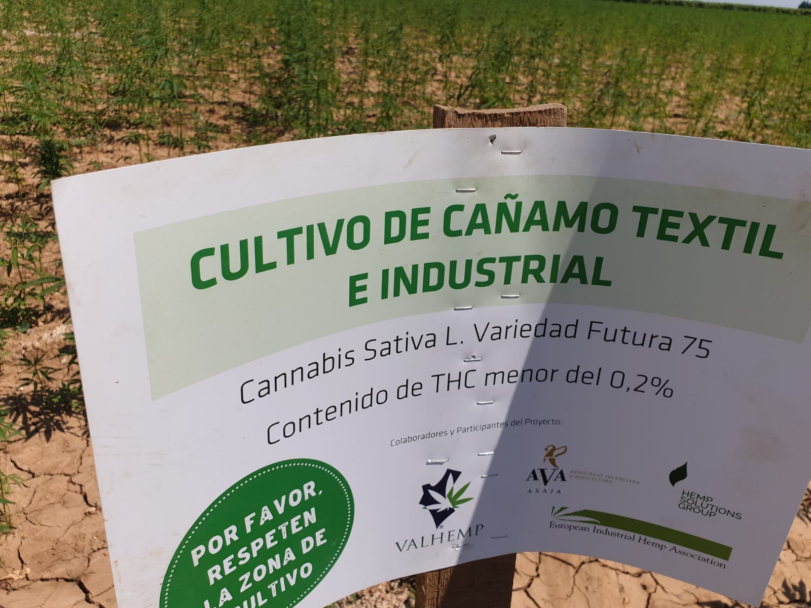 El-Cultivo-de-Cañamo-Industrial-Cannabis-Sativa.png