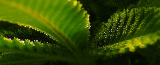 El cannabis decarboxylating: Turning THCA en THC