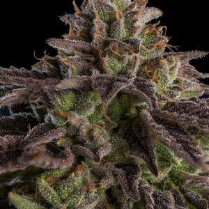 KMINTZ FEMINIZADA (RIPPER SEEDS)