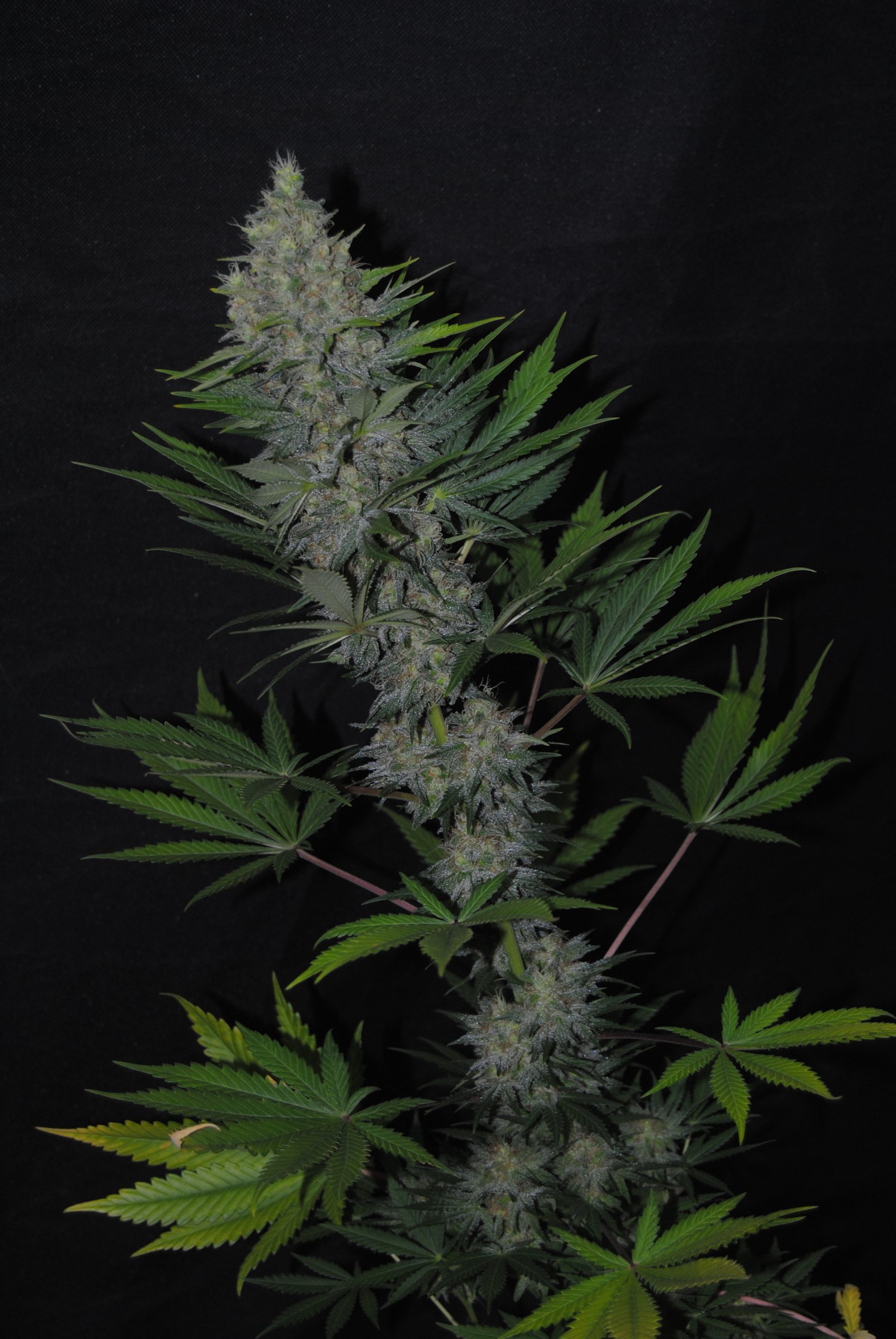 Ital Cheese Feminizada (Dreams Cannabis Seeds)