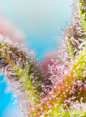 ¿Qué es la resina de cannabis?