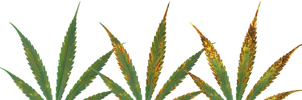 deficiencias-hojas-cannabis-calcio