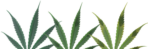 deficiencias-hojas-cannabis-fosforo