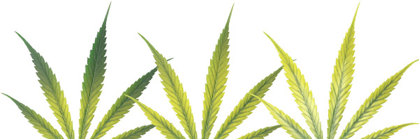 deficiencias-hojas-cannabis-hierro