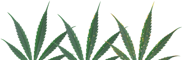 deficiencias-hojas-cannabis-magnesio