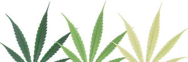 deficiencias-hojas-cannabis-nitrogeno