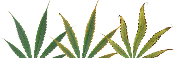 deficiencias-hojas-cannabis-potasio