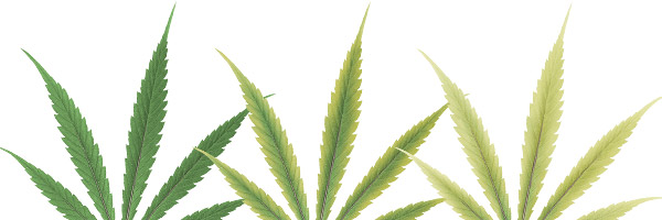deficiencias-hojas-cannabis-azufre