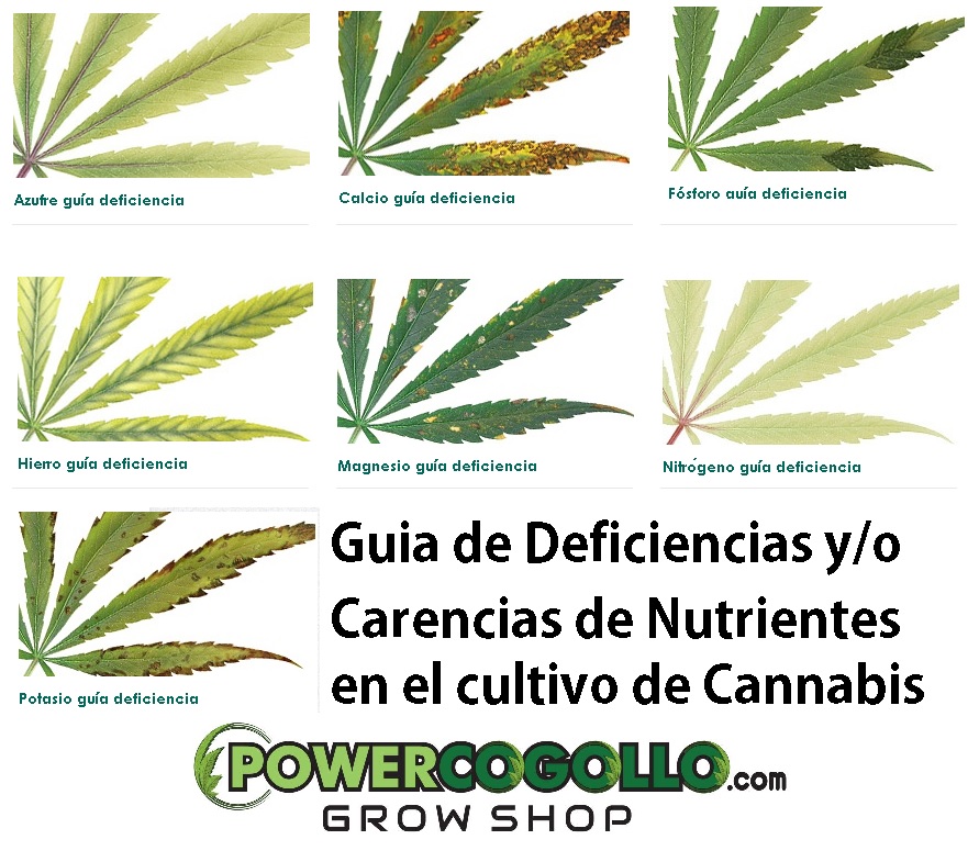 deficiencias-hojas-cannabis