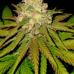 Psico White Berry (Cannabis Seeds) Feminizada