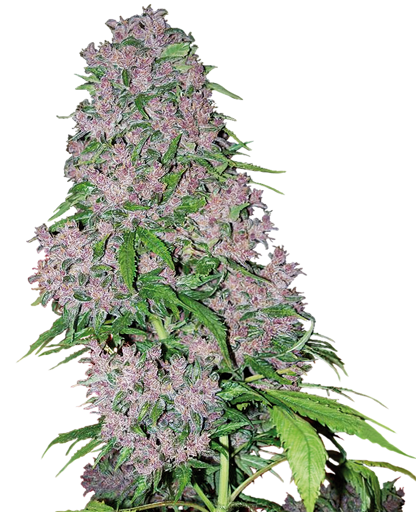 Purple Bud Feminizada (White Label Seeds)