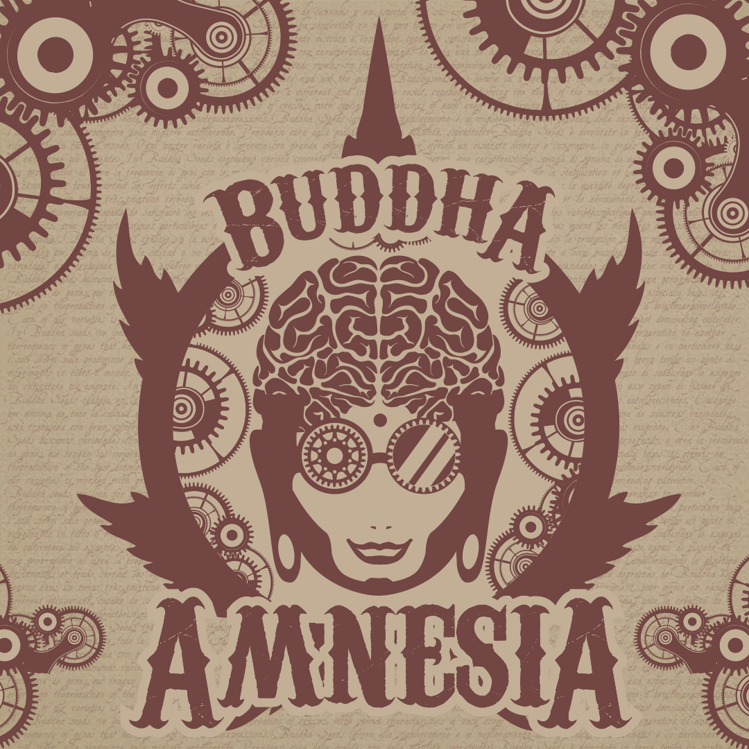 Buddha Amnesia Feminizada Classics (Buddha Seeds)