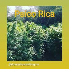 Psico Rica (Cannabis Seeds) Feminizada