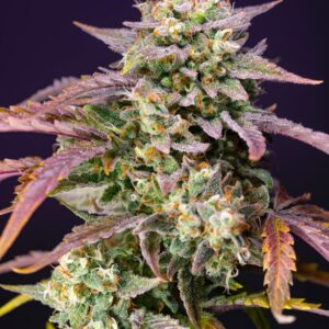 purple-punch-og-xl-auto-sweet-seeds