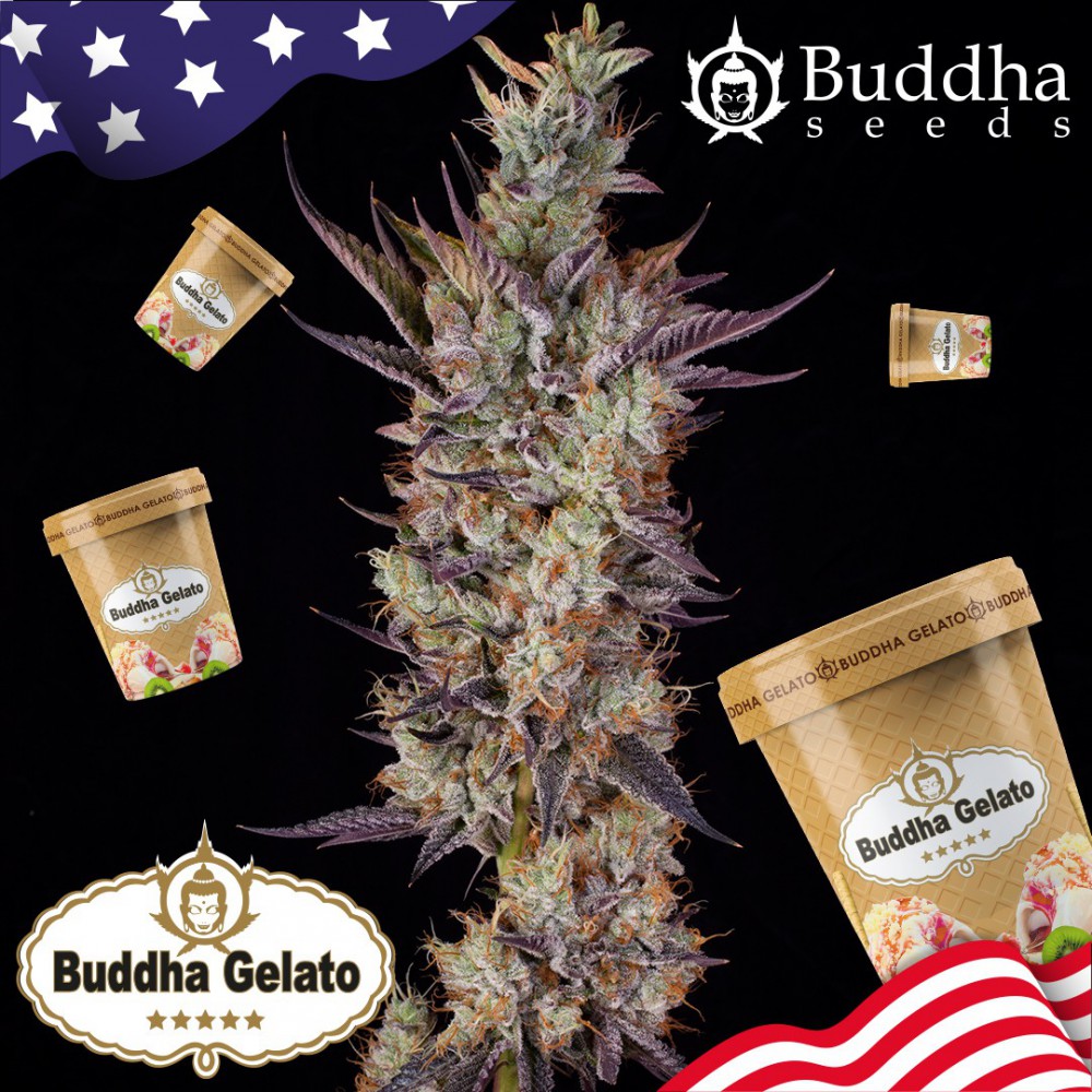 Buddha Gelato (Buddha Seeds USA Collection)