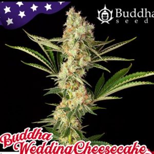 Buddha Wedding Cheesecake (Buddha Seeds USA Collection)