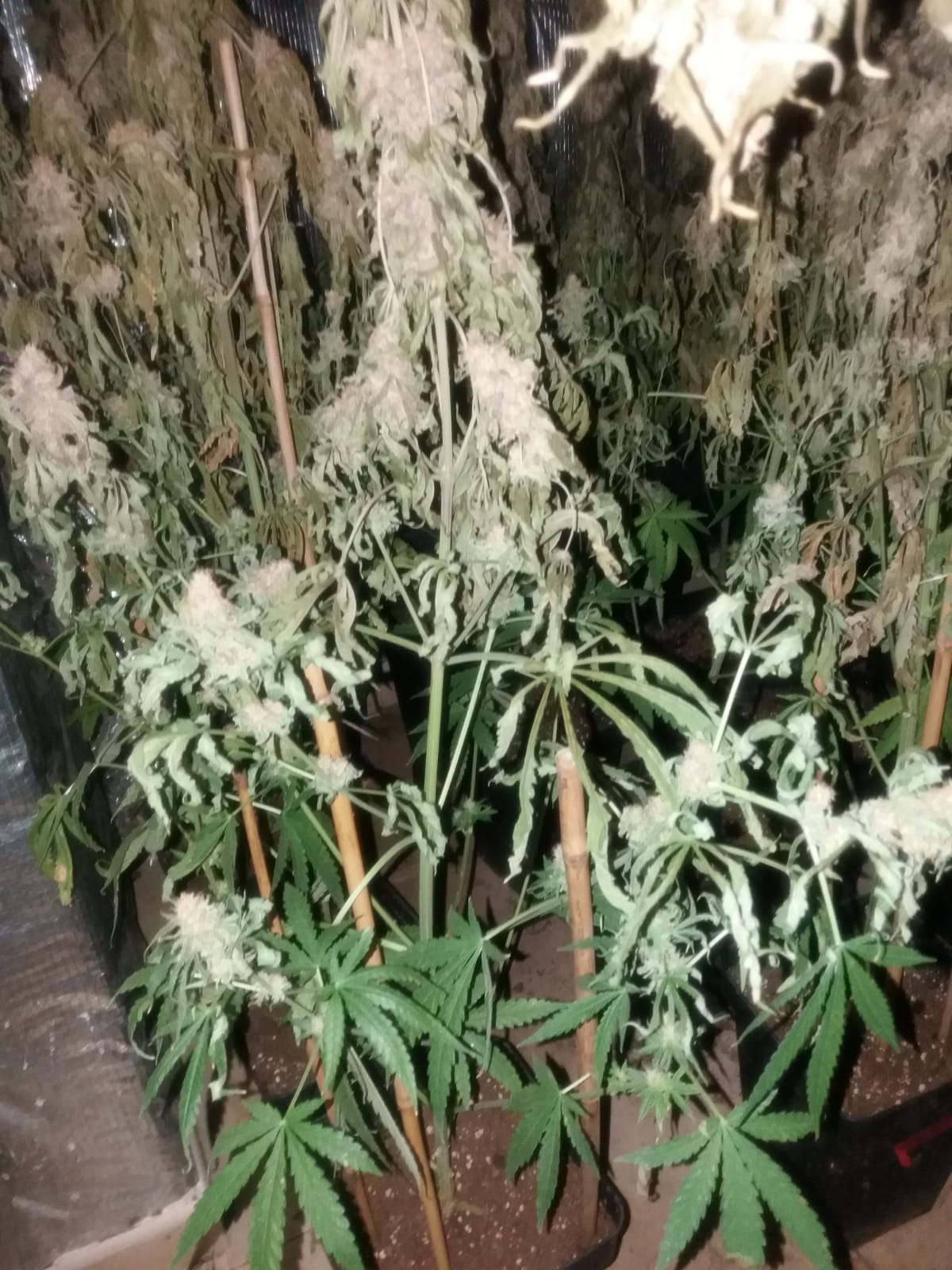 plagas-frecuentes-cultivos-marihuana
