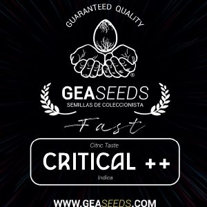 Fast Critical ++ Feminizada (Gea Seeds)