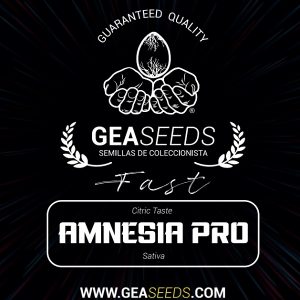 Fast Amnesia Pro Feminizada (Gea Seeds)