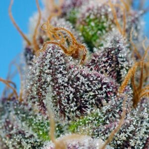 Strawberry Cola Sherbet F1 Fast Version (Sweet Seeds) Feminizada