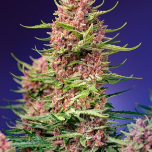 Strawberry Cola Sherbet F1 Fast Version (Sweet Seeds) Feminizada