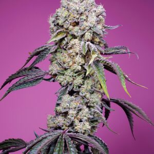 Sweet Mandarine Zkittlez F1 Fast Version (Sweet Seeds) Feminizada