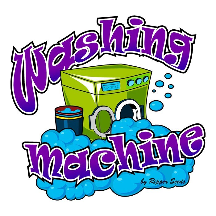Washing Machine Feminizada (Ripper Seeds)