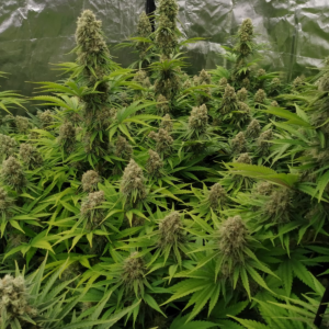 Psico Rica (Cannabis Seeds) Feminizada