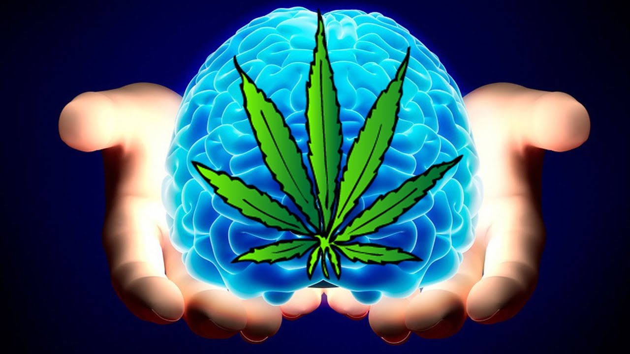 La Marihuana previene Lesiones Cerebrales.