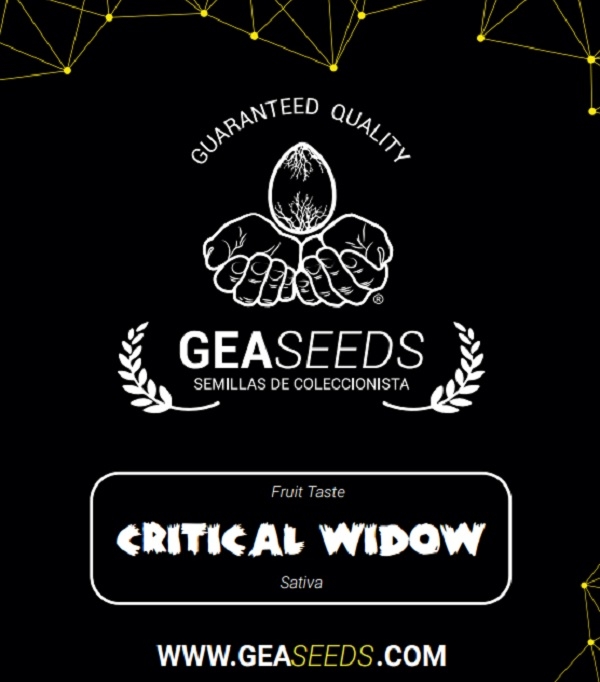 Critical Widow Feminizada (Gea Seeds)